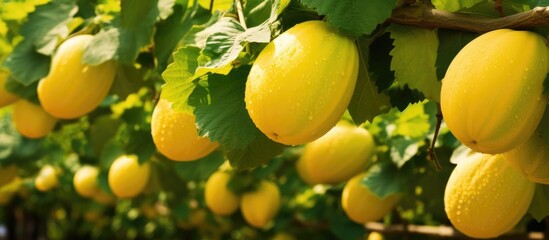 A cluster of ripe yellow melons, a type of fruit, hanging from a vine which is a flowering plant. They are natural foods from a fruit tree