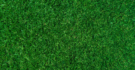 Green grass background top view, Green lawn with fresh grass texture - 756805717