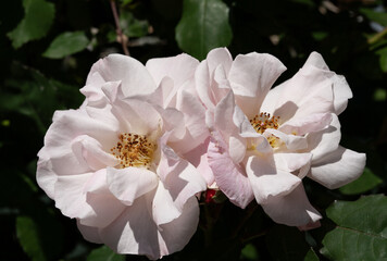 Rosa 'Clair Matin', flowers detail