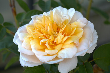 Rosa 'English Garden' flower detail