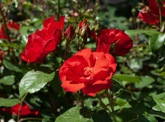 Rosa 'The Mc Cartney Rose'