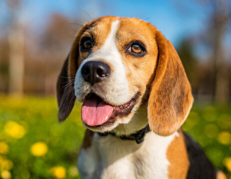Cute beagle posing in the park pet photography
