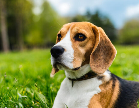 Cute beagle posing in the park pet photography