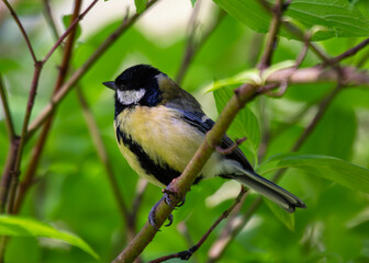 Great Tit (Parus major) - Widespread across Europe & Asia