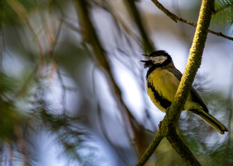Great Tit (Parus major) - Widespread across Europe & Asia