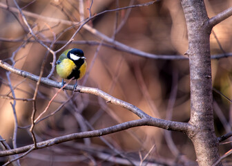 Great Tit (Parus major) - Widespread across Europe & Asia