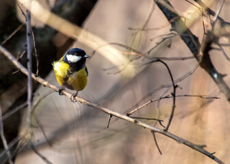 Great Tit (Parus major) - Widespread across Europe & Asia