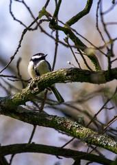 Great Tit (Parus major) - Widespread across Europe & Asia