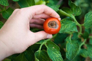 Vertex rot is a disease of tomatoes, problems in gardening, red ripe rotten tomatoes in hands,...