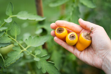 Vertex rot is a disease of tomatoes, problems in gardening, yellow ripe rotten tomatoes in hands,...