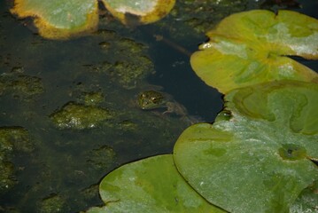 A green frog swimming in a pond. 