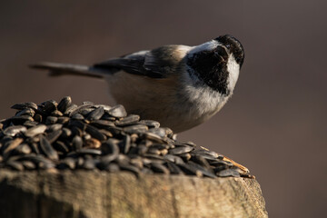 Black-Capped Chickadee Feeding