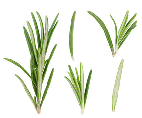 Various fresh green rosemary branches on. isolated background