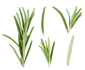 Various fresh green rosemary branches on. isolated background