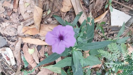 the fresh colorful flowers in the park
