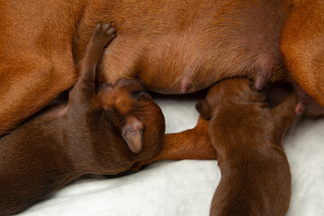 Newborn puppies are fed their mother's milk for the first time.