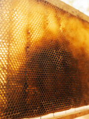 Wooden frame with honeycomb with bees working on it lifted from beehive for visual check and...