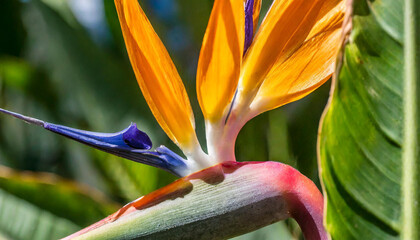 Obraz premium A detailed close-up shot of a strelitzia blossom, commonly known as the bird of paradise flower, capturing its vibrant colors, unique shape, and intricate details