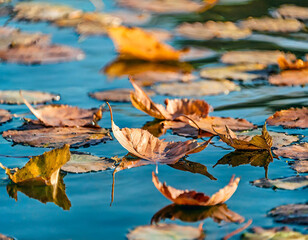 Dry autumn leaves floating on a water surface of a lake