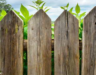 Rustic wooden fence, cut out