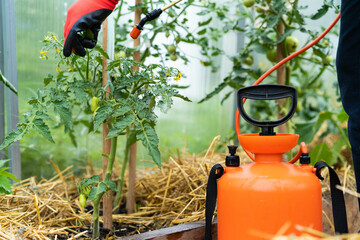 treatment of tomato plants from harmful precipitation in the form of dew and from pests and gray...