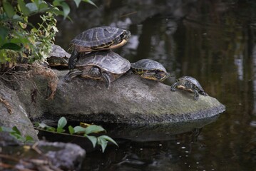 A group of Japanese pond turtles standing on a rock. A turtle on top of another turtle. 