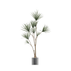 Fototapeta premium Potted plants isolated on white background