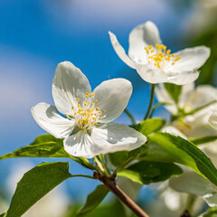 Obraz na płótnie Canvas A spring background with delicate Jasmine flower flowers against blue sky