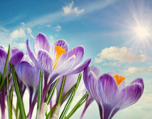 A spring background with delicate lilac crocus flowers against blue sky