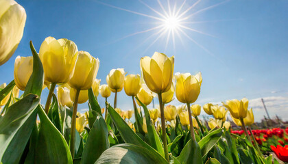 Fototapeta premium A spring background with delicate tulips flowers against blue sky