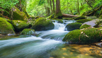 A stream meanders through a vibrant green forest, surrounded by lush foliage and moss-covered rocks. The clear water flows steadily