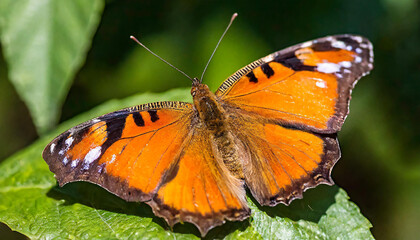 Fototapeta na wymiar A stunning orange butterfly with intricate wing patterns on a dark backdrop
