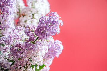 Fresh beautiful lilac flowers on coral background.