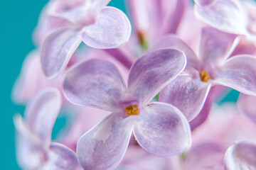 Fototapeta na wymiar Delicate lilac flowers close up. Spring natural background