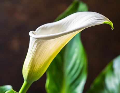 Single elegant calla lily against a dark background