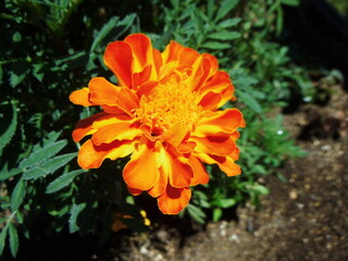 明るいオレンジ色をしたマリーゴールドの花の接写