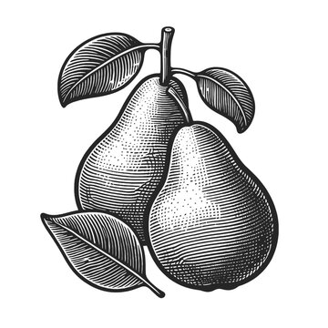 Two ripe pears with leaves fruit plant food sketch engraving generative ai vector illustration. Scratch board imitation. Black and white image.