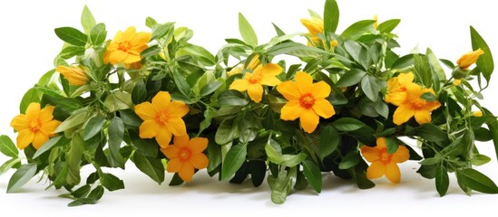 A terrestrial plant with yellow flowers and green leaves, commonly used as a houseplant or groundcover. This flowering plant stands out against a white background - Powered by Adobe
