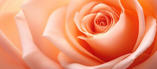 A closeup photo of a vibrant orange rose, a hybrid tea rose Rosa centifolia, with dew drops on its petals, set against a clean white background