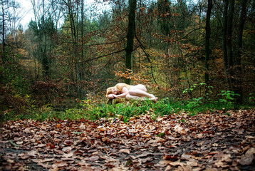 nice young lovely strawberry blonde girl lying naked on a sawed off tree stump in the fall forest - obrazy, fototapety, plakaty