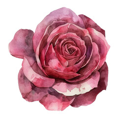Watercolor Rose isolated on transparent background