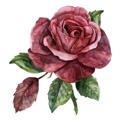 Watercolor Rose isolated on transparent background - 756822939