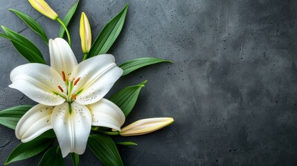Funeral lily on dark background with copy space for text placement, ideal for somber messages - obrazy, fototapety, plakaty