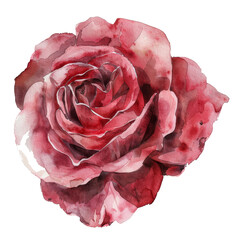 Watercolor Rose isolated on transparent background - 756823177