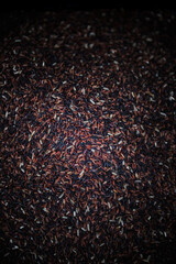 Background of black rice or riceberry
