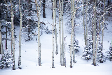 Snowy landscape in Colorado Springs