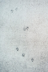 コンクリートの猫の足跡
