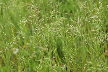 Fototapeta na wymiar green grass closeup