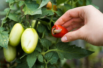 Slugs on tomato, vegetable garden pest control