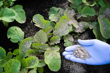 a woman's hand sprinkles ash on a radish sprout, crop protection from midges and fertilizer for the...